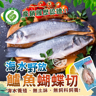 台灣三去海鱸魚-550/尾【歐嘉嚴選】全家799免運 蝦幣10倍送 餐廳供應 批發