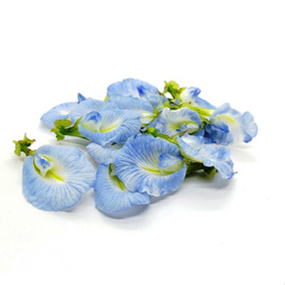 粉藍蝶豆花種子~野性強，不用特別照顧也能開花滿滿