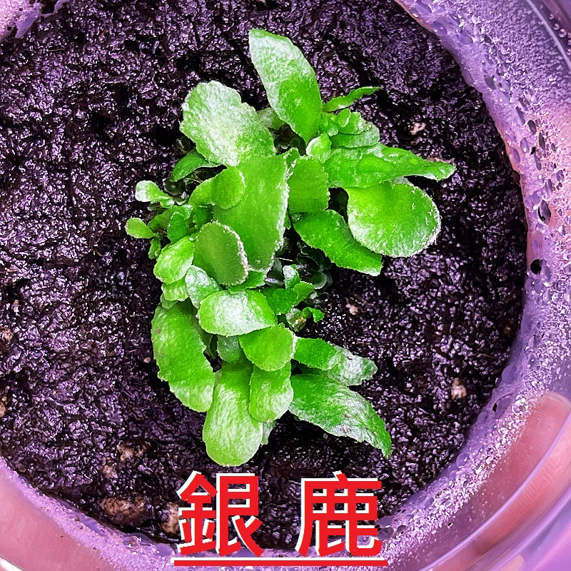 ✨KAI鹿角蕨👍【49-(銀鹿)銀葉鹿角蕨】💚真葉(配子體)，(原價1680)→特惠680元。"限量釋出"(附花牌)