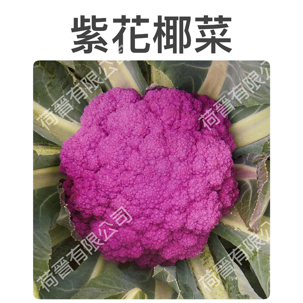 紫花椰菜種子(約20粒) 一代交配