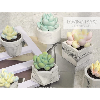 🌿Loving popo🌿多肉 仙人掌 盆栽 英國梨與小蒼蘭 擴香石 香氛石 擴香擺件 交換禮物 擴心擺件 室內香氛