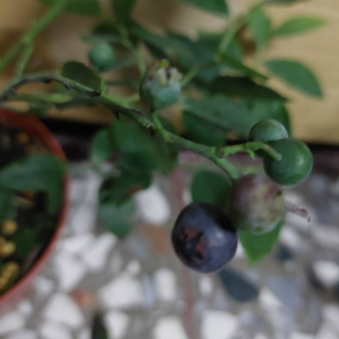 暖地藍莓 (3.5吋盆) 🫐季節限定盆栽🫐~植株不一定都有花有果喔~