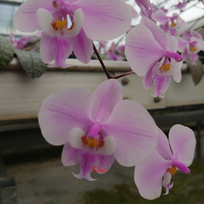 TKB西蕾麗Phalaenopsis schilleriana 蝴蝶蘭