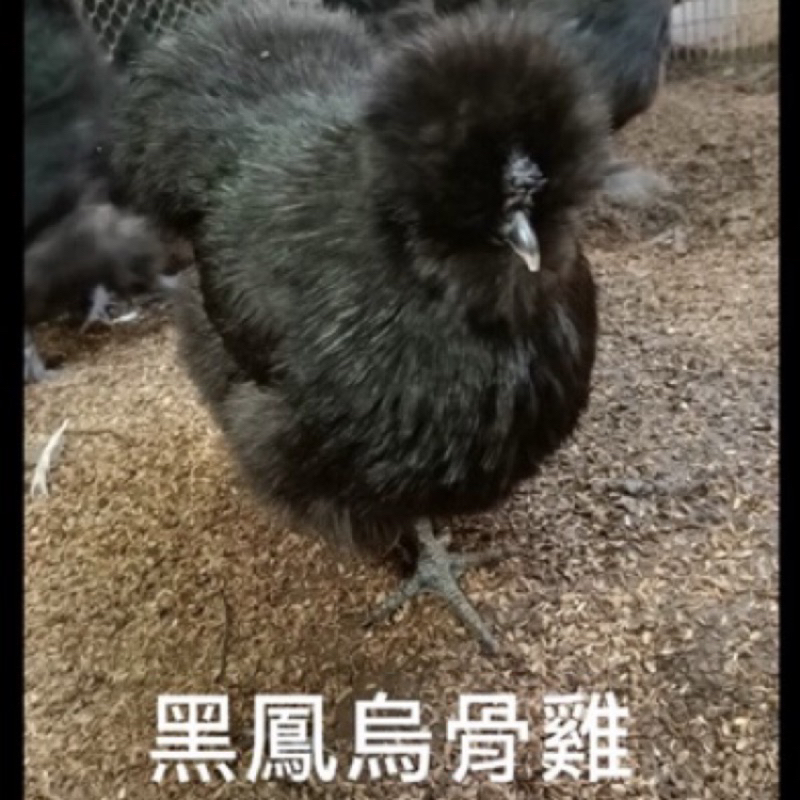 種蛋⚠️⚠️綜合受精蛋🥚 🥚泰和烏骨雞🥚黑絲羽烏骨雞🥚北京油雞🥚九斤黃🥚快樂孵小雞🐣❗️❗️綜合隨雞出貨❗️❗️🥚🐣