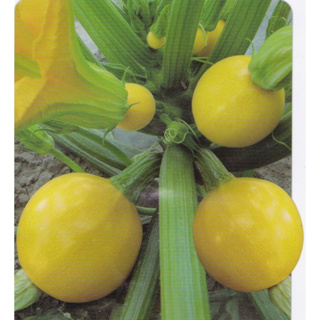 【蔬菜種子S172】金球夏南瓜~~果實圓球型，帶有明亮的金黃色澤，連續著果性佳，豐產，且採摘方便。