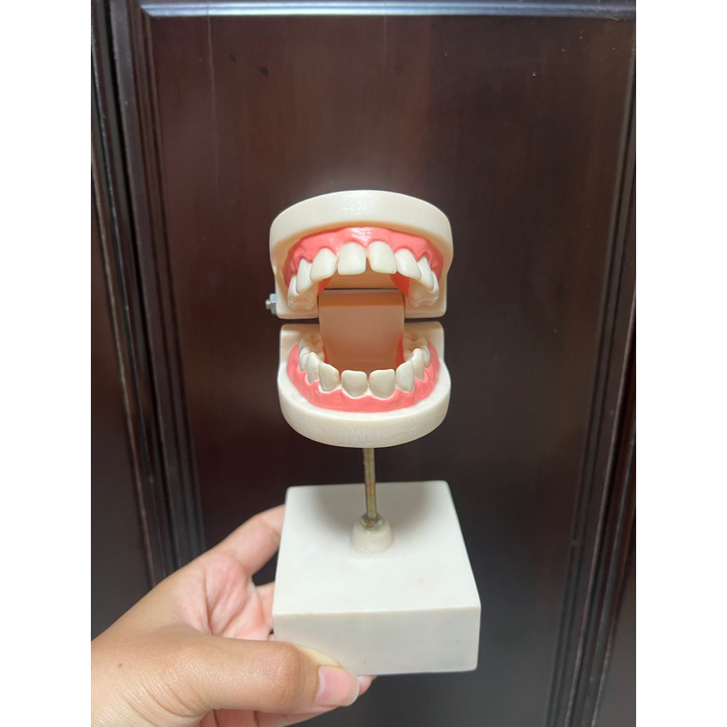 兒童牙齒模型 (有牙縫) 保母證照專用  保母保姆娃娃模擬 兒童齒模兒童口腔護理教具