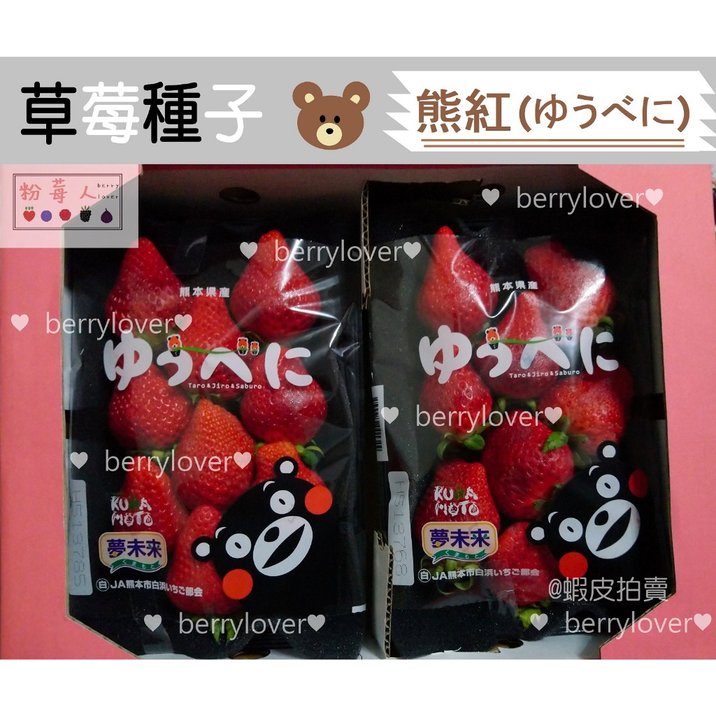 ❤️粉莓人🖤日本草莓  草莓種子 熊顏 熊紅 夢未來
