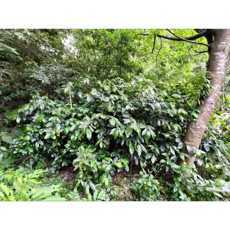 阿拉比咖啡樹苗，陽明山有機農場栽種，樹高約170公分高