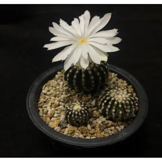 ↠有植感↞ ▮Disco horstii▮ 奇特球 仙人掌科 多肉 仙人掌 Disco horsti 觀葉植物 室內佈置