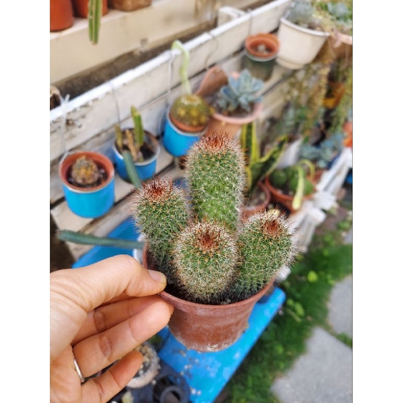 青星仙人掌 🌵🌵，有4株