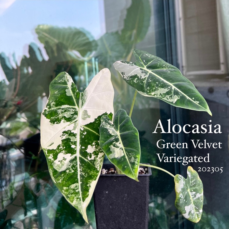 #inforest0000🌲觀葉植物Alocasia Green Velvet Variegated斑葉絨葉觀音蓮