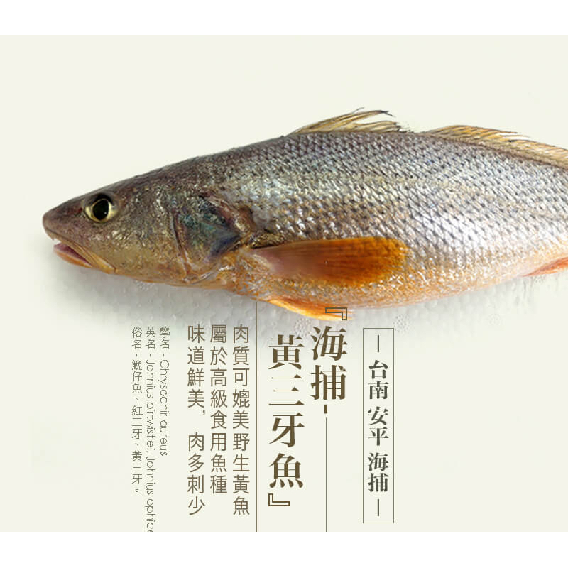 野生 三牙魚(黃三牙) 台南安平海捕 ，捕獲量少。『實體店面，品質保證』