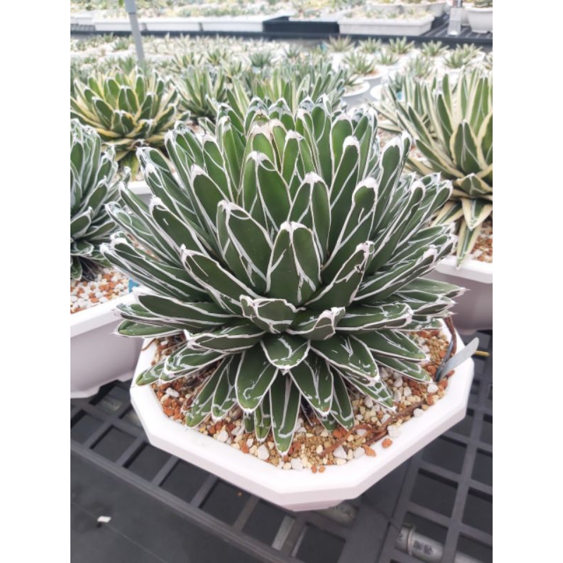 特葉笹之雪 笹之雪 agave