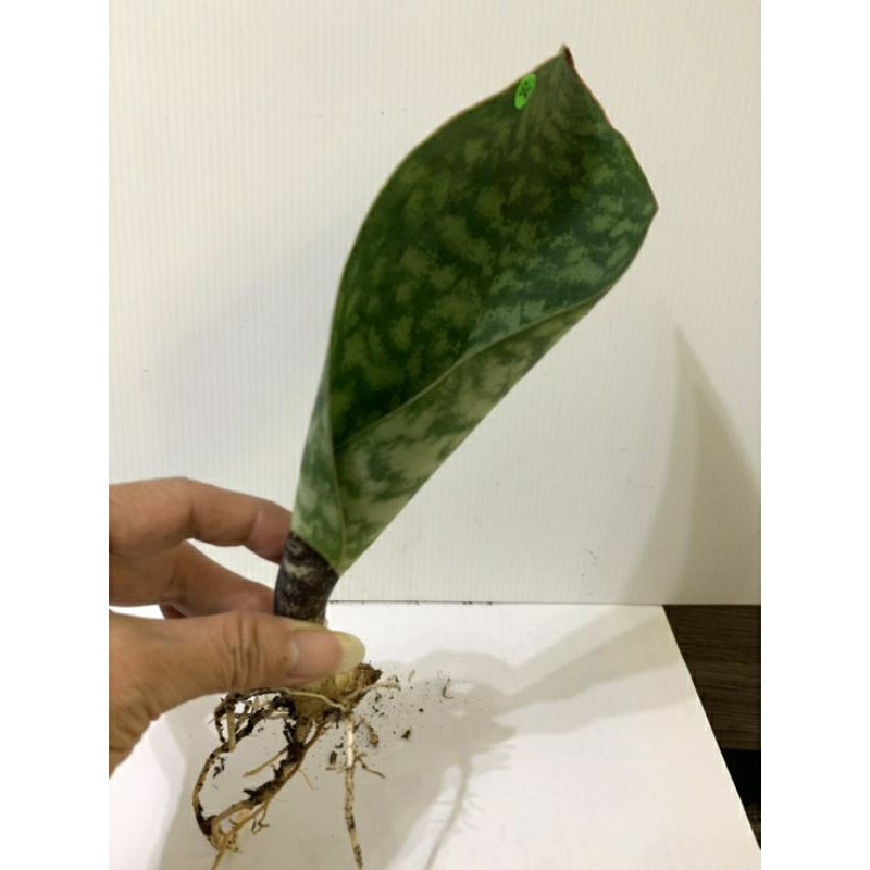 94 寶扇 虎尾蘭 植物