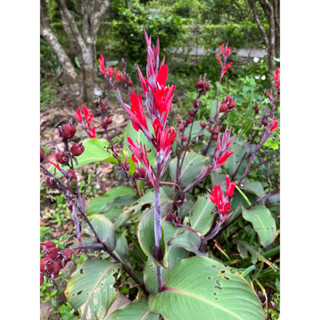 樹森園藝 蓮蕉花（小紅花）1棵20元