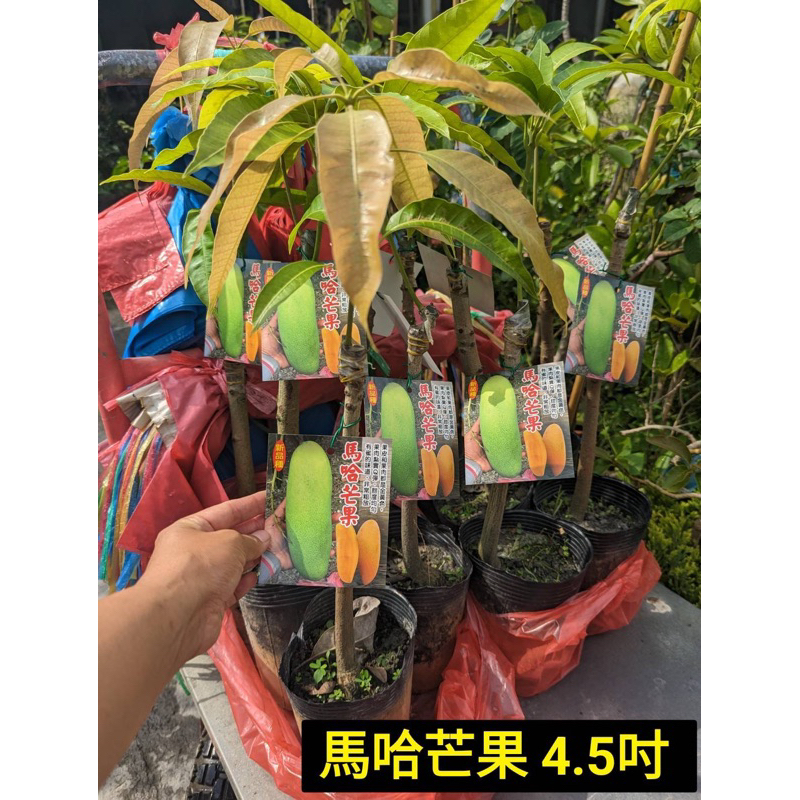 霏霏園藝最新品種芒果馬哈芒果 4.5吋 500元