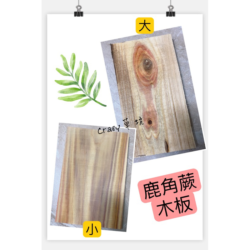 Crazy草坑 木板 鹿角蕨 蘭花 蕨類 觀葉植物上板用  木板香氣 木紋明顯 木板DIY