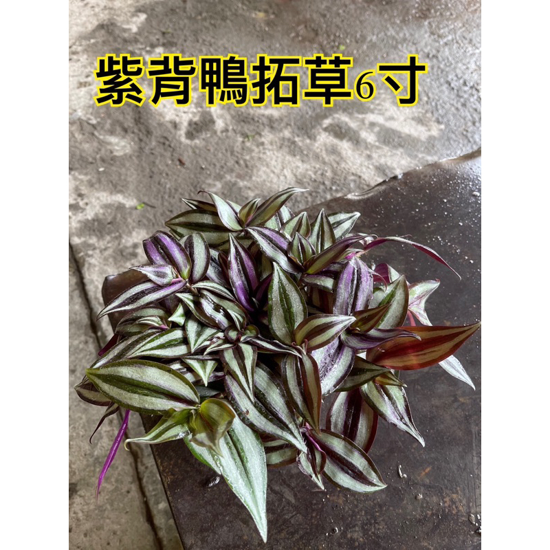 植間森林-紫背鴨拓草3吋盆