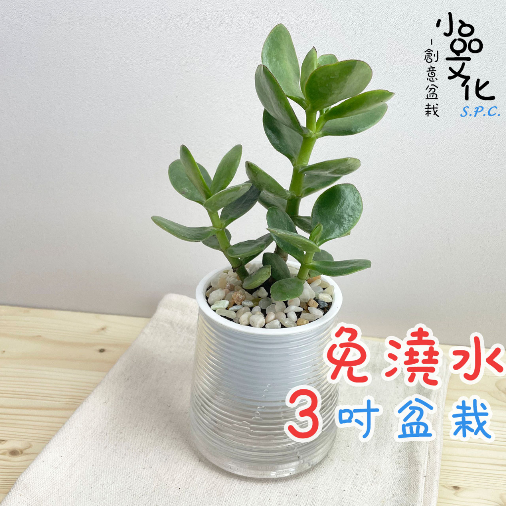 【小品文化】翡翠木【現貨】3吋山形免澆水盆栽 室內植物 室內盆栽 懶人盆栽 水培植物 水培盆栽 室內盆栽