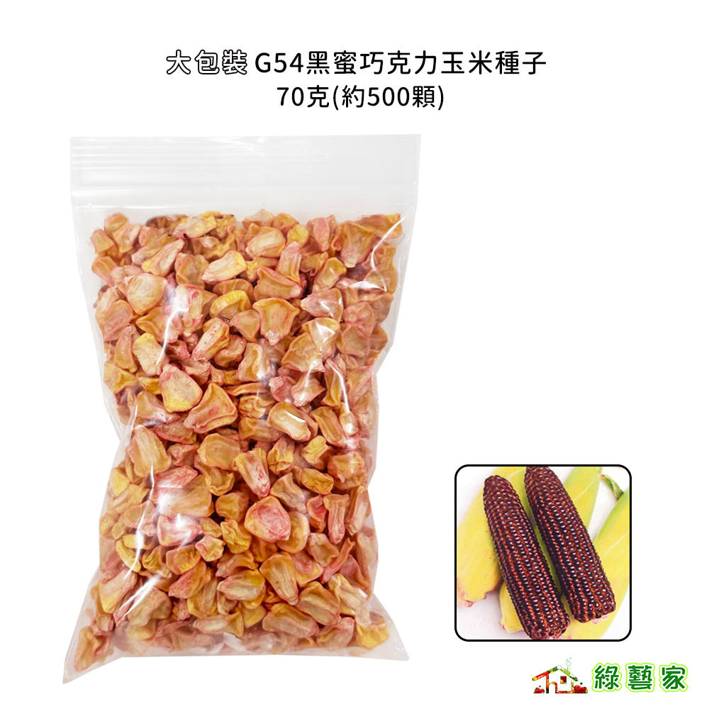 大包裝G54黑蜜巧克力玉米種子70克(約500顆)(有藥劑處理)  黑玉米 黑蜜玉米 紫玉米 軟嫩甜玉米【綠藝家】