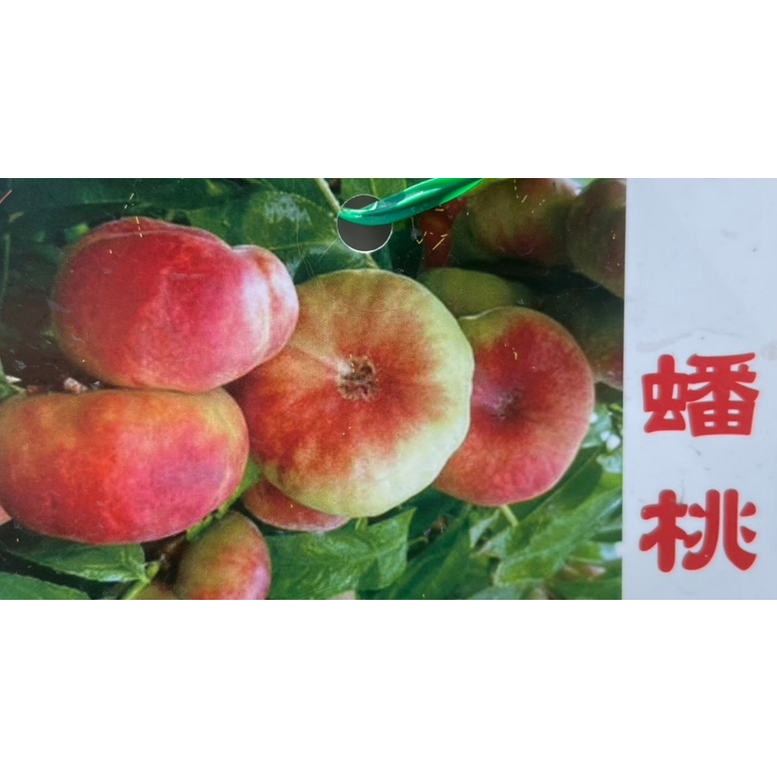 花田厝--水果苗 --蟠桃//平地甜蟠桃--4吋盆 高40-80公分(不建議超取)