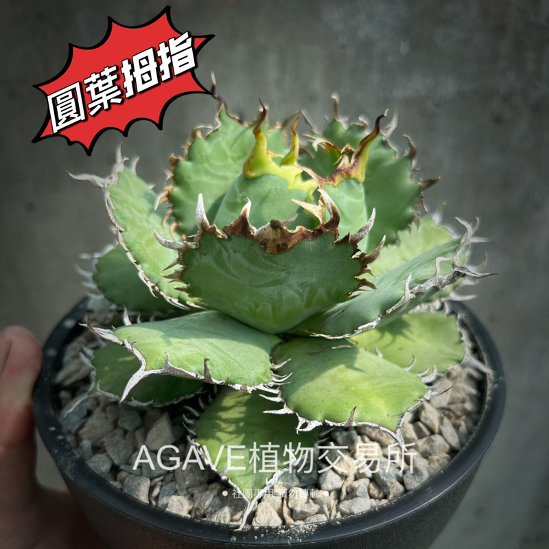 圓葉拇指嚴龍(販售正側芽) 非TC組織苗 AGAVE 龍舌蘭專門店