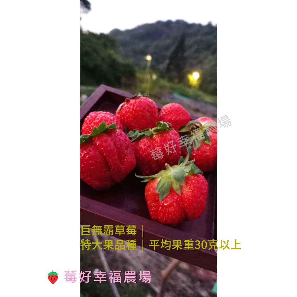 無毒栽培🍓莓好幸福農場🍓巨無霸草莓苗 2.5寸軟盆 草莓苗