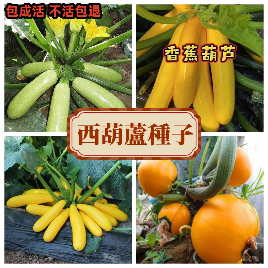 【西葫蘆種子】香蕉葫蘆種子 黑，黃珍珠種子 耐寒種子 爬藤蔬菜種子 四季種植