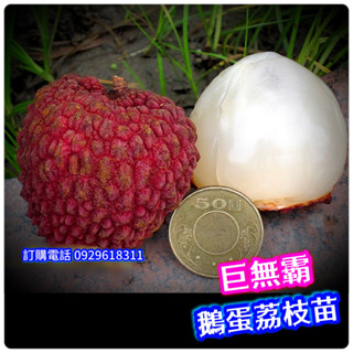 ✅鵝蛋荔枝盆栽✅巨無霸品種+結過果+高壓粗大苗 無核荔枝 大丁香 玉荷包 黑葉荔枝 桂味荔枝 玫瑰紅荔枝 水果苗