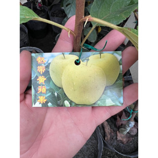 熱帶黃蘋果 高度約50-60公分
