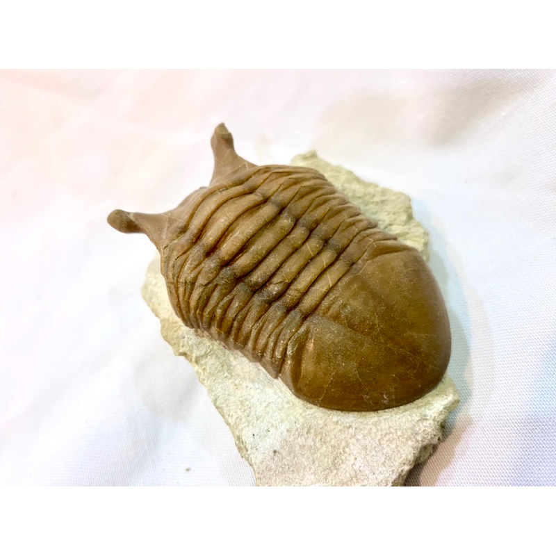 俄羅斯Asaphus punctatus斑櫛蟲/化石/真品/三葉蟲/2023新貨