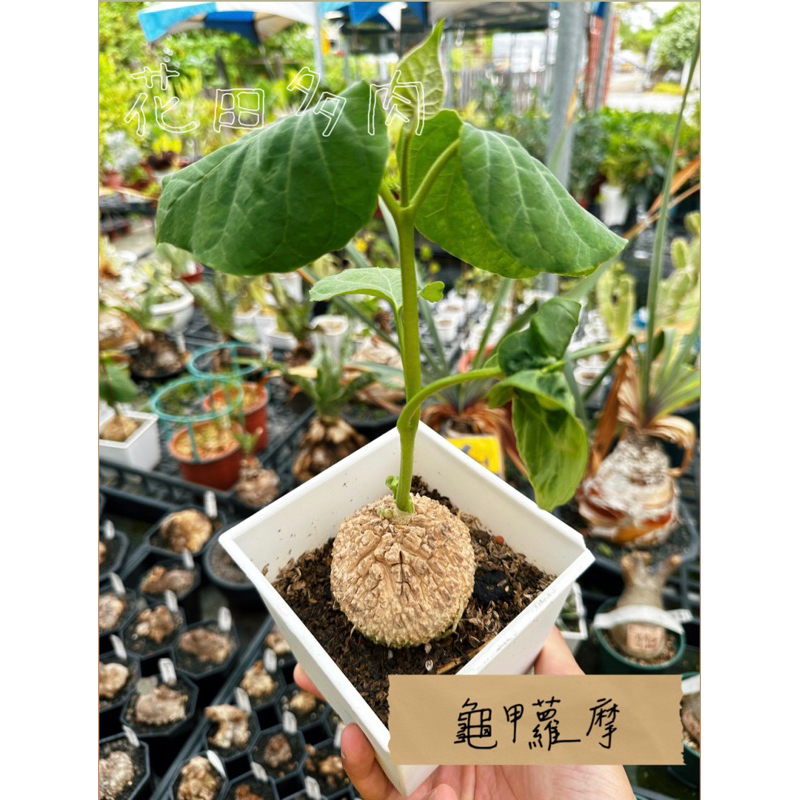 龜甲蘿藦 多肉植物/仙人掌/塊根/塊莖