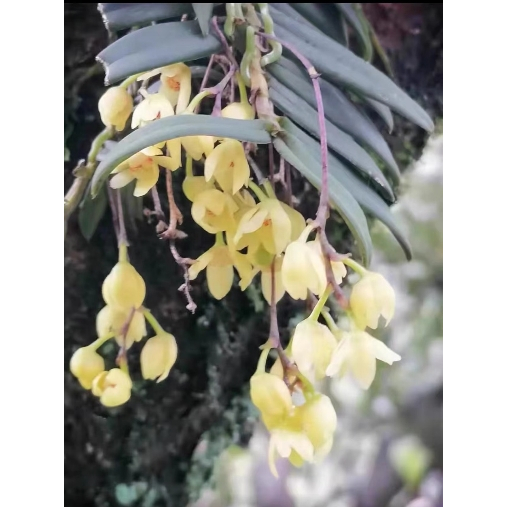 噢葉design  "黃花白點蘭"  蘭花、塊根植物、圓葉花燭、蔓綠絨、鹿角蕨、觀葉植物