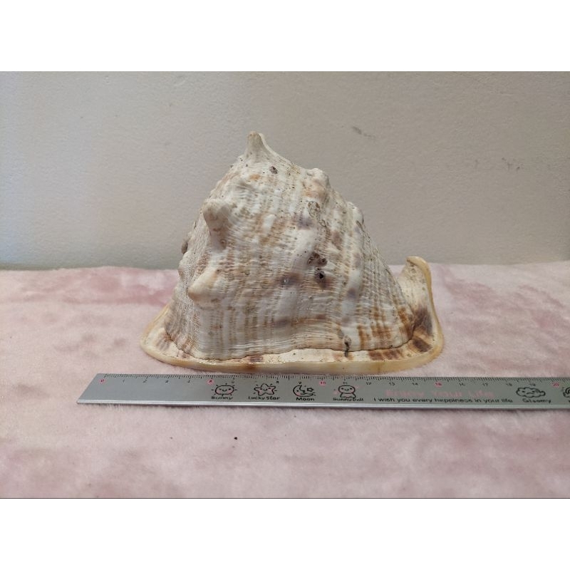 貝殼坊 天然貝殼💫 唐冠螺💫 約16公分