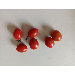 聖女小番茄 番茄(小蕃茄)--種子1份60粒30元...買5送1
