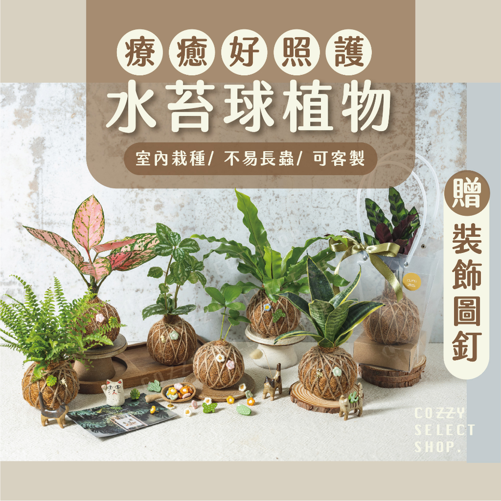 [可客製]水苔球植物 水苔球 苔球植物 虎尾蘭水苔球 龜背芋水苔球 山蘇水苔球 粗肋草水苔球 貓眼竹芋水苔球 客製水苔球