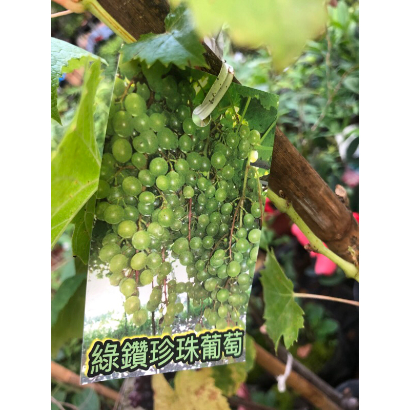 綠鑽珍珠⋯葡萄🍇/5寸苗植袋