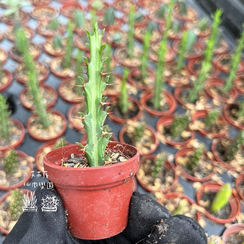 芙芮蕬仙肉）狗奴子麒麟 一寸盆 迷你盆 豆盆 多肉 多肉植物 仙人掌 療癒 水泥盆 花器