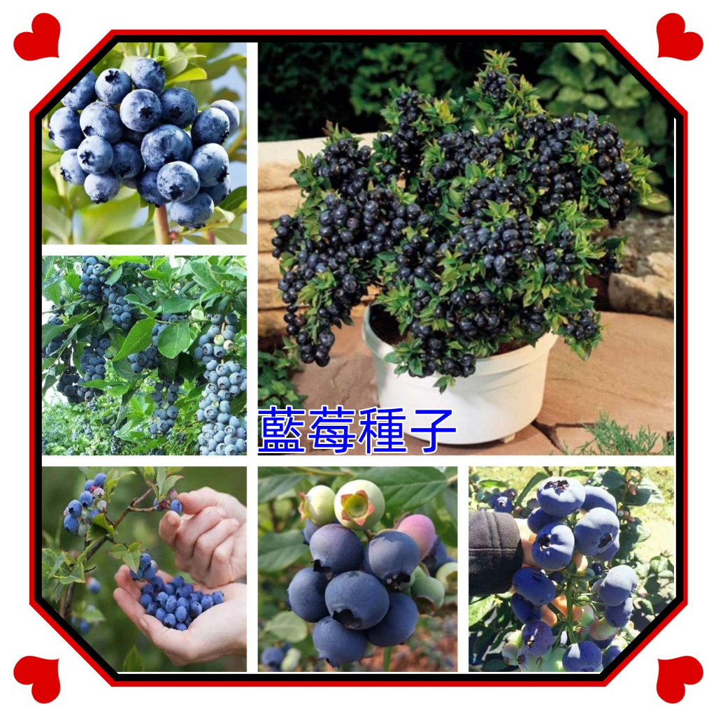 藍莓種子大全  超低價 熱銷 藍莓種子 樹莓種子 四季種植盆栽地栽 速發