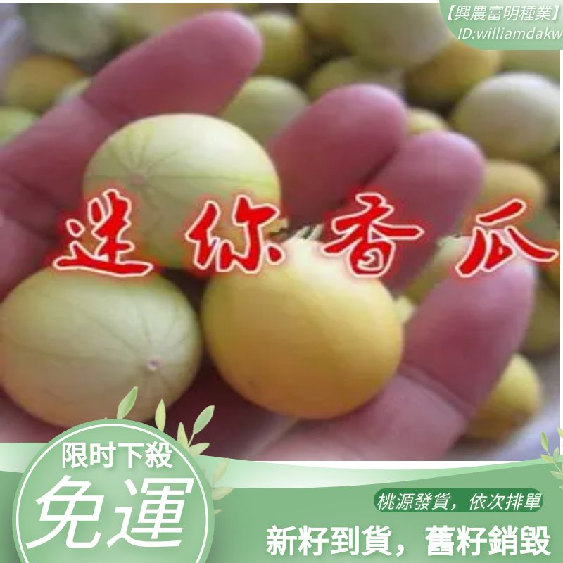 【小香瓜迷你甜瓜種子】迷你西瓜奇趣植物種子觀賞陽臺盆栽種子