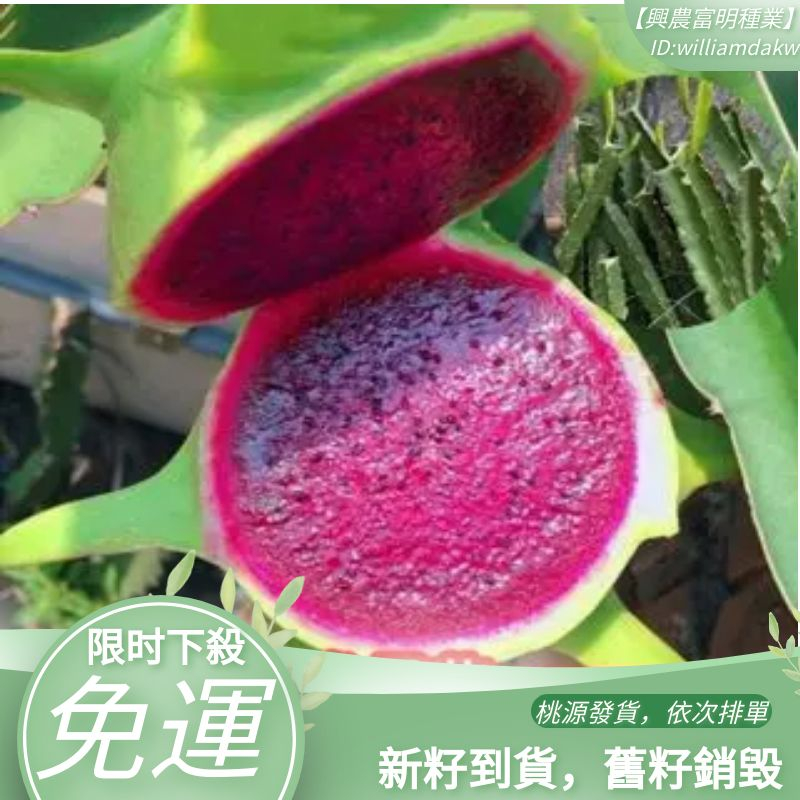 青皮紅肉火龍果種子臺灣新品種火龍果南北方庭院種植盆栽