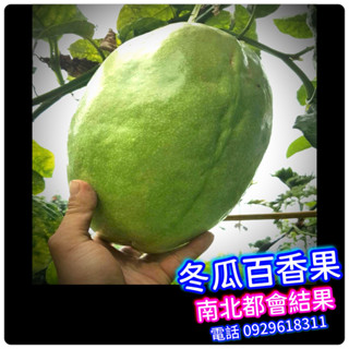 ✅超巨無霸冬瓜百香果✅嫁接苗盆栽✅果大5-8斤✅最新品種 蜜糖百香果 滿天星百香果 黃金百香果 臺農一號百香果 百香果