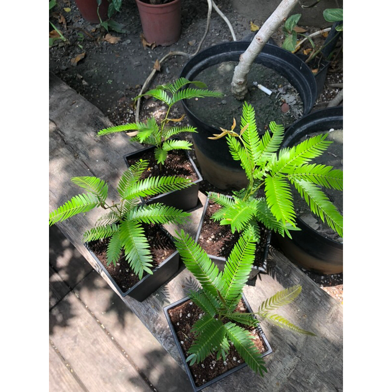 日本小豆樹🪴天使園藝🪴實生苗🌱植株健康穩健💪回饋特價399元🌿4寸方盆🌱專業栽培💪根系完整💪會睡覺💤可愛🌿超療癒喔🌿