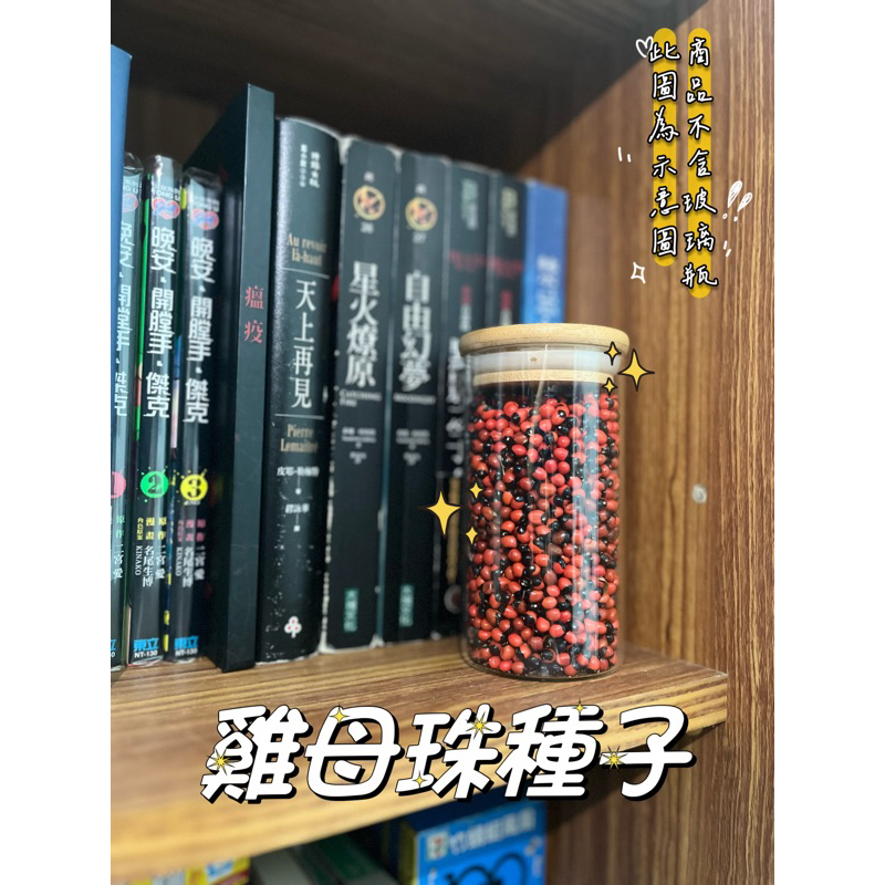 🌱雞母珠種子｜相思子｜美人豆｜紅豆｜種子