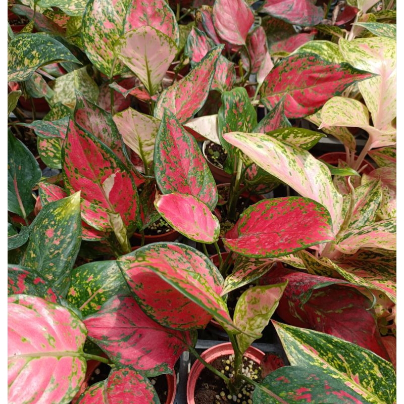 玫森 亞曼妮粗肋草 火狐狸粗肋草  紅翡翠粗肋草 如意粗肋草  3吋盆觀葉植物