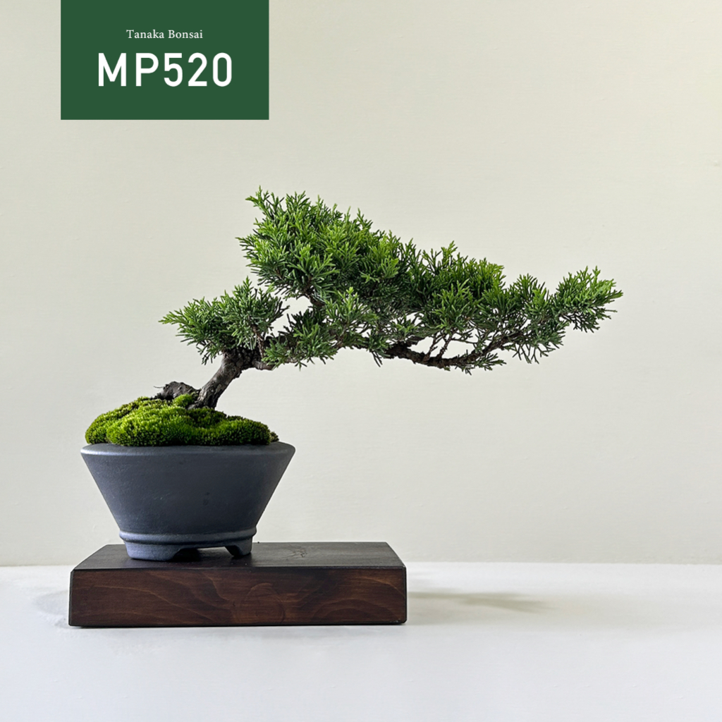 【Tanaka Bonsai】MP520 宮阪系魚川真柏盆景｜松柏盆栽