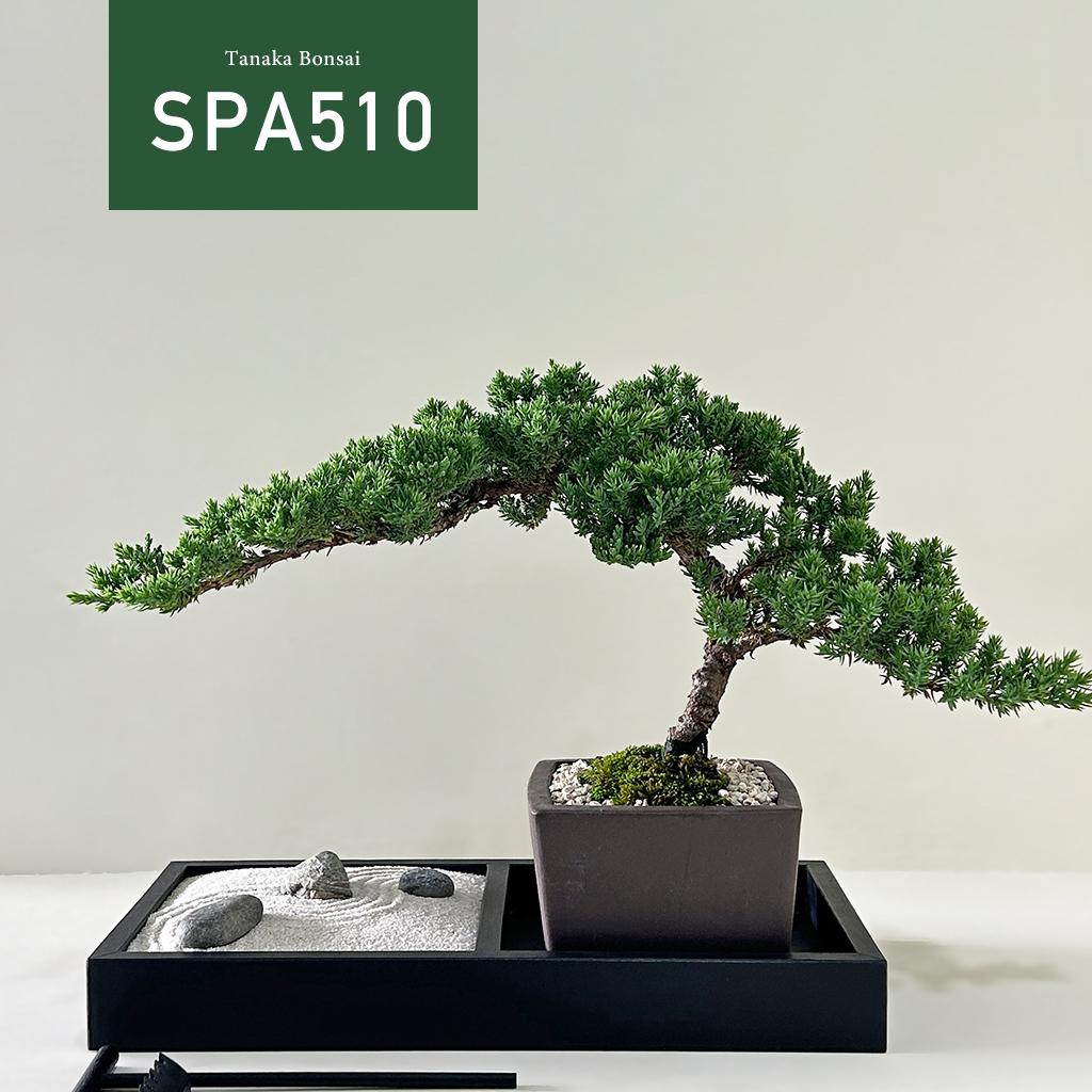 【Tanaka Bonsai】SPA510  珍珠柏盆景(枯山水套件需另購）｜松柏盆栽