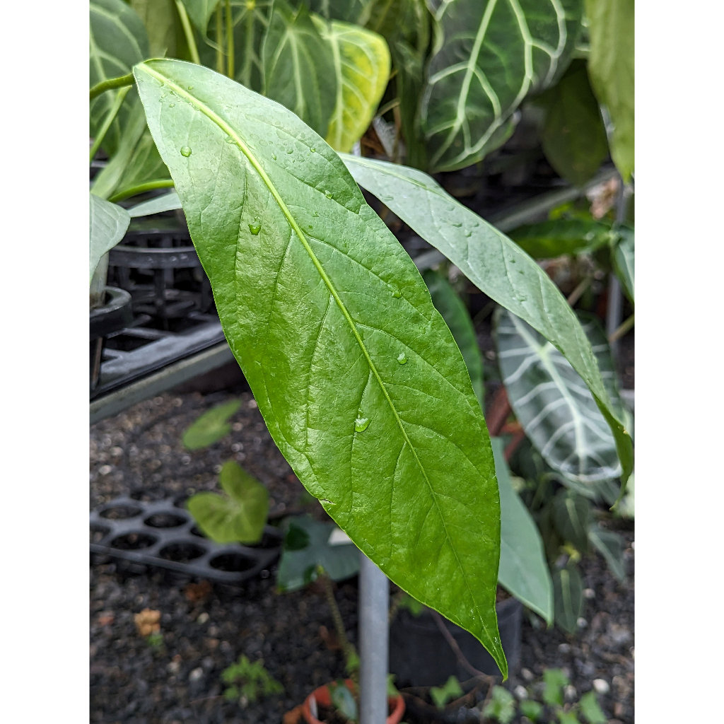 開心農元-觀葉植物- 大比爾火鶴 Anthurium bigbill