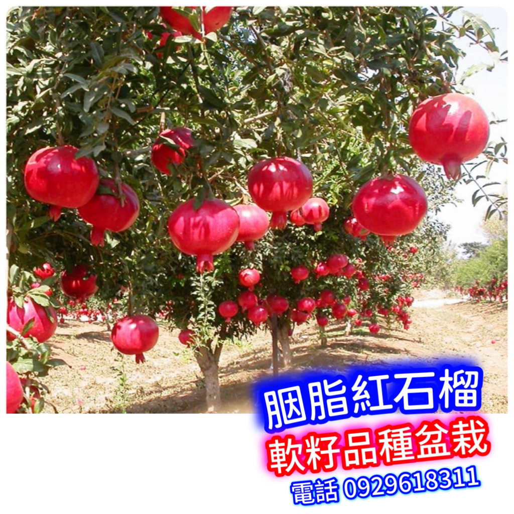 大果胭脂紅軟籽石榴盆栽【高壓苗】高度約1尺內，約一年可結果，非常好吃、喜歡石榴的朋友沒種這個品種很可惜 水果苗