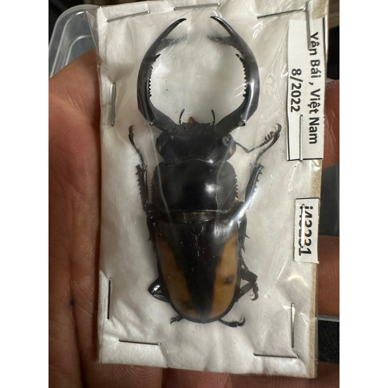 鍬形蟲標本🐞越南產野生黃金鹿角60mm(rcb)